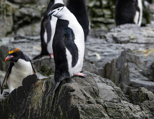 photographing South Georgia Cooper bay with macaroni penguins