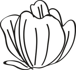 Simple flower sketch, white background, design element