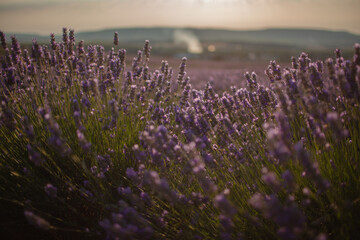 Obraz premium a lavender field at sunset. The golden light bathes the landscape, csting a warm glow on the vibrant purple flowers in the meadow