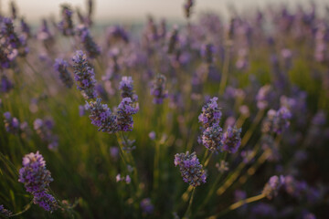 Obraz premium a lavender field at sunset. The golden light bathes the landscape, csting a warm glow on the vibrant purple flowers in the meadow