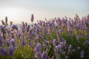 Naklejka premium a lavender field at sunset. The golden light bathes the landscape, csting a warm glow on the vibrant purple flowers in the meadow