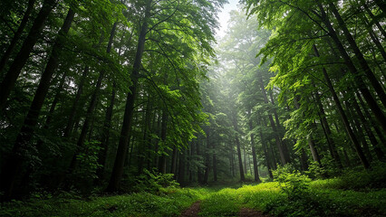 morning in the forest