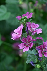 気高く威厳に満ちた花