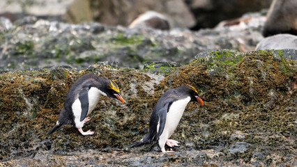 Fototapeta premium photographing South Georgia Cooper bay with macaroni penguins