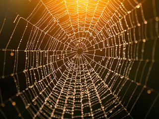Obraz premium Dew-Kissed Spiderweb Nature's Geometric Marvel, Morning Light, Macro Photography, Nature's Architecture, Insect Habitat, Close-up.