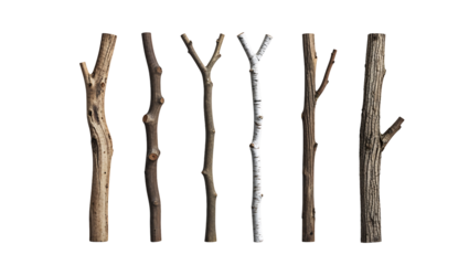 Dry branches and wooden twigs in a simple arrangement, botanical specimens with raw materials and natural patterns, isolated PNG