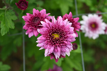 Beautiful pink chrysanthemum flowers in a garden