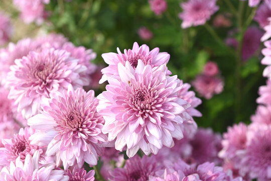 Beautiful pink chrysanthemum flowers in a garden - Powered by Adobe