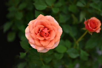 Beautiful blooming orange rose in the garden
