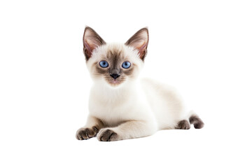 Adorable British kitten with soft cream-colored fur, big ears, and a playful stance, giving an engaging look.
