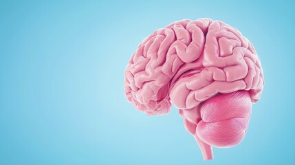 Interactive 3D Anatomy Learning Resource Featuring Human Brain in Vibrant Detail