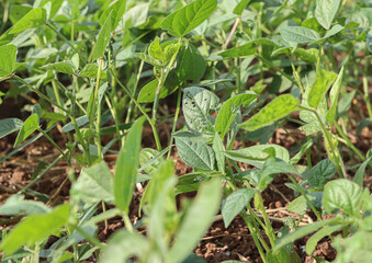 Soybean leaf disease, damage by abiotic stress, crop planting at the fields