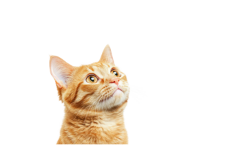 An orange cat with its ears angled backward, its mouth slightly open as if questioning something, while its sharp eyes remain fixated on a distant point.