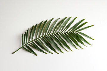 Minimalist White Background with Green Palm Leaf on Right Side