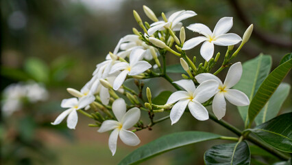 Close-up of beautiful white flowers in bloom