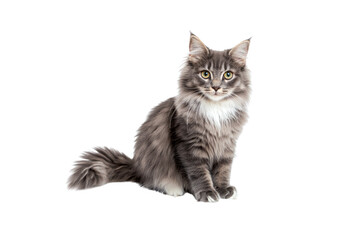 Obraz premium Cute British kitten with soft gray fur, wide curious eyes, and a fluffy tail sitting gracefully, looking directly at the camera.