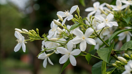 Close-up of beautiful white flowers in bloom