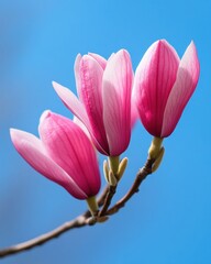 Fototapeta premium Ethereal Magnolia Bloom Soft Pink Botanical for Wellness Branding, Mindful Design and Minimalist Aesthetic Marketing Content