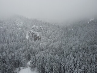 au cœur de la foret vosgienne
