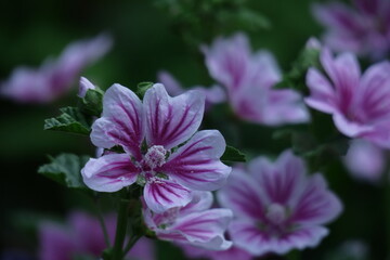 気高く威厳に満ちた花
