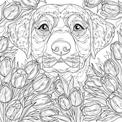 Labrador dog among tulips.Coloring book antistress for children and adults.