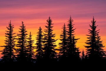 Douglas fir silhouette framed by a stunning sunset sky, ideal for nature lovers seeking tranquil landscapes and forest-inspired visuals for print or digital use