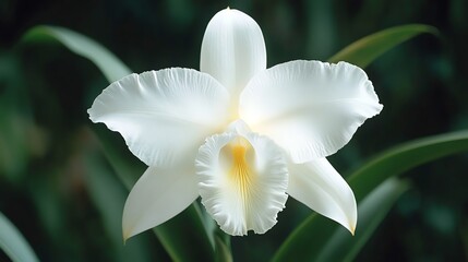 White orchid flower with intricate petals, green foliage background.