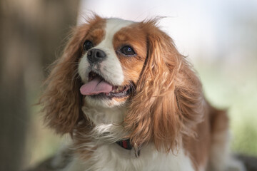 Beautiful purebred Cavalier King Charles Spaniel outdoors.