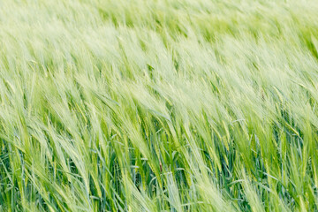 Green barley field swaying in the wind