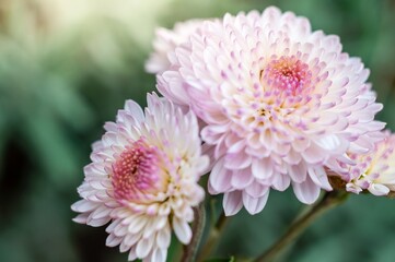 Botanical beauty in pink and white chrysanthemums, delicately arranged with soft-focus artistry.