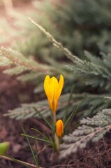 Orange crocus flower in focus, surrounded by botanical details and natural, vibrant garden setting