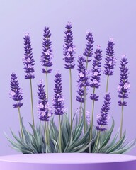 Naklejka premium Captivating lavender blooms on a soft purple pedestal evoking serenity and natural beauty in a minimalist style floral arrangement