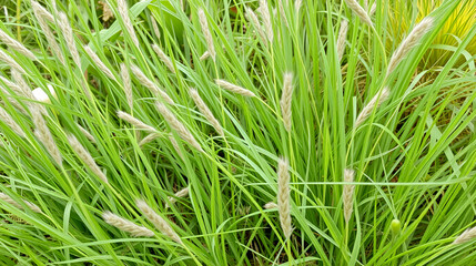 Fototapeta premium Poa trivialis (rough bluegrass, rough-stalked meadow-grass or rough meadow-grass ), is ornamental plant. It is part of grass family.