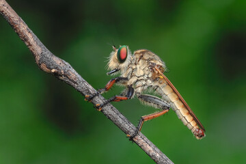 Close-Up of Colorful Robber Fly Perched on Green Plan