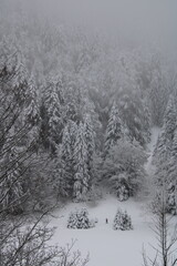 au cœur de la foret vosgienne