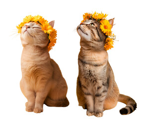 High-Definition Cute Cat with Flower - PNG