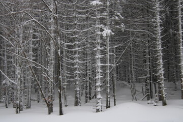 au cœur de la foret vosgienne
