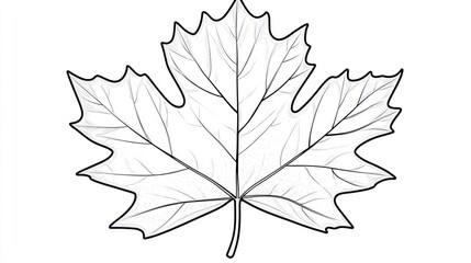 Fototapeta premium Simple Maple Leaf Outline Drawing, Botanical Illustration