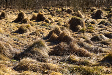 Landscape photograph of a marshy area with tussocks of dry grass. The grass forms small hills, creating a textured and visually interesting landscape.