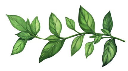 Naklejka premium green leaves isolated on white background 