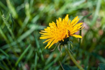 A bright yellow dandelion flower stands out beautifully against the blurred green of a spring meadow.
