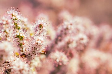 A profusion of small pink and white flowers creates a soft, dreamy scene, full of springtime charm.