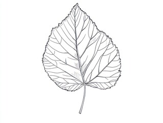 Obraz premium Single leaf line drawing, botanical illustration, white background, nature study