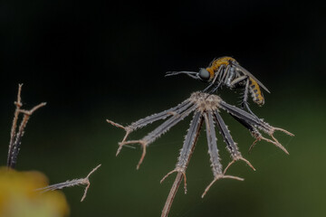 Macro View of a Colorful Insect on Seedhead Against a Green Background