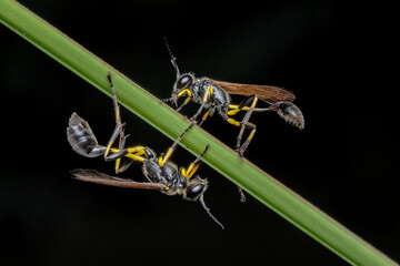 Close-Up of Two Wasps Resting on Green Grass Blade in Nature