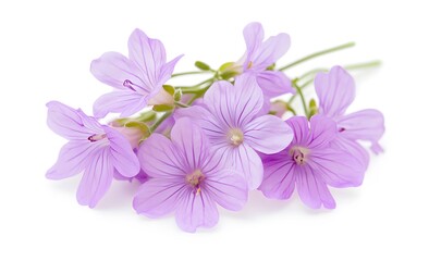 Obraz premium Delicate Lilac Flowers Bouquet: A Close-Up of Soft Purple Blooms