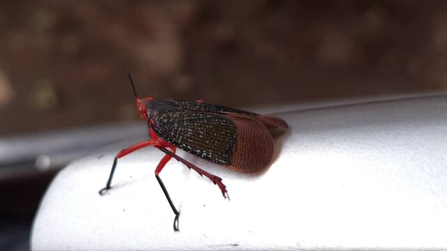 Rare bug black and red variety, India
