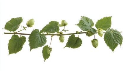 In a close-up with full depth of field, fresh green hops cones are isolated on white, illustrating the significance of Humulus lupulus seed cones as ingredients in beer and natural herbal treatments