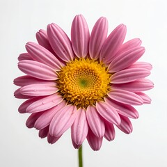 Obraz premium Pink Osteospermum Flower Close-Up