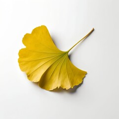 Naklejka premium Single Ginkgo Biloba Leaf on White Background